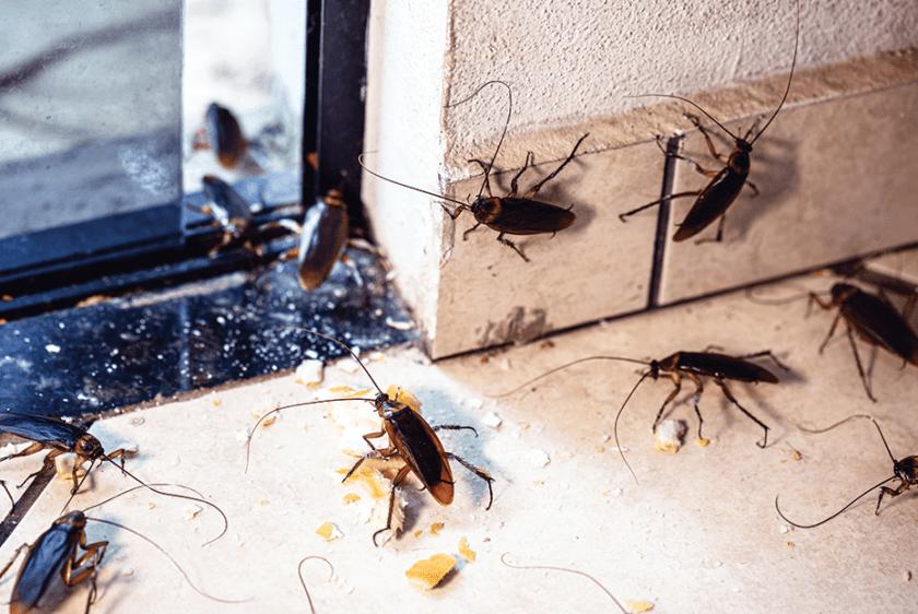 10-clear-signs-your-home-needs-pest-control-in-delhi-immediately